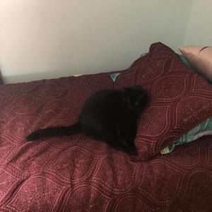 Meet your Posher, Alex